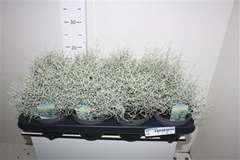 Leucophyta Brownii 13Ø 22cm