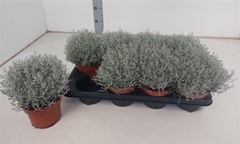 Leucophyta Brownii Whimsy Silver 13Ø 20cm
