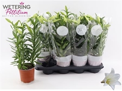 Lilium Miracle 13Ø 46cm