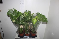 Monstera Deliciosa Thai Constellation 13Ø 50cm