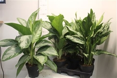 Aglaonema Mix 14Ø 45cm