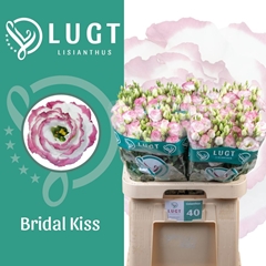 Eustoma Double Croma Bridal Kiss 70cm