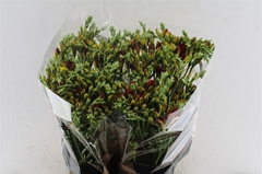 Freesia Double Ruby Red 50cm 20gr.