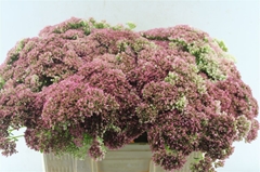 Sedum Spectabile 55cm