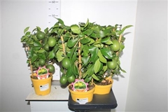 Citrus Meyer 14Ø 40cm