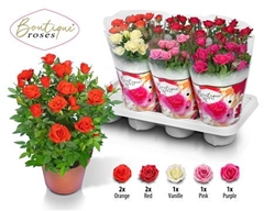 Rosa Boutique Roses Mixed 14Ø 32cm