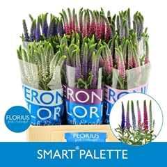 Veronica Smart Palette Mix 60cm