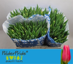 Tulip Single Milkshake 40cm 35gr.