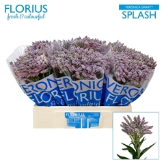 Veronica Smart Splash 60cm