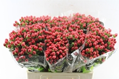Hypericum Tomato Flair 60cm