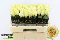 Rosa Buttercup 60cm