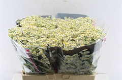 Tanacetum Single Vegmo 60cm