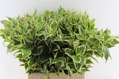 Weigela Florida Nana Variegata 65cm