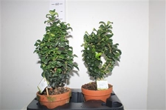 Ligustrum Rotundifolium 15Ø 40cm