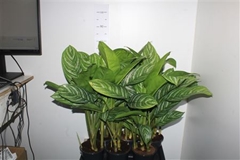 Aglaonema Stripes 17Ø 75cm