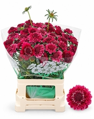 Scabiosa Dark Cherry Scoop 60cm