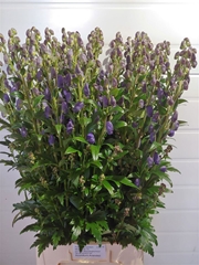 Aconitum Carmichaelii Arendsii 95cm