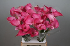 Zantedeschia Pink Jewel 70cm