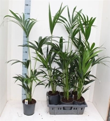 Howea Forsteriana 17Ø 100cm