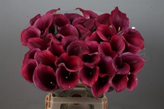 Zantedeschia Captain Promise 70cm