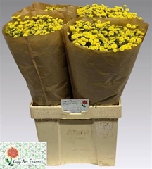 Tanacetum Amazone 60cm