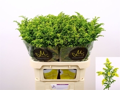 Solidago Carzan Glory 80cm 40gr.