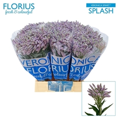 Veronica Smart Splash 50cm