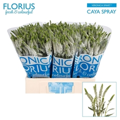 Veronica Smart Caya 60cm Spray