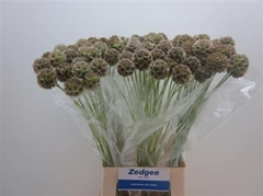 Scabiosa Stellata 70cm