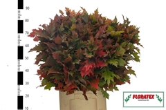 Quercus Rubra 80cm