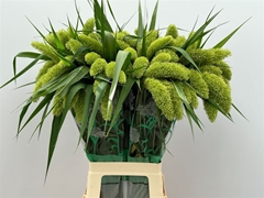 Setaria Italica Volle Melk 80cm