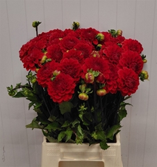 Dahlia Red Cap 50cm