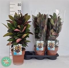 Codiaeum Small Leaf Mrs Iceton 19Ø 60cm