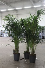 Howea Forsteriana 24Ø 160cm