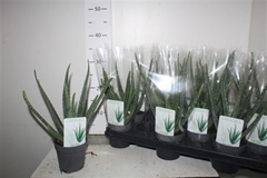 Aloe Vera 10Ø 35cm