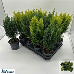 Conifers Mix 10Ø 39cm