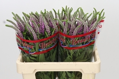 Veronica Longifolia Skyler Pink 55cm