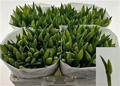 Tulip Single Strong Gold 40cm 35gr.