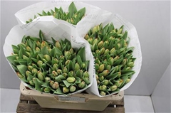 Tulip Single Ad Rem 40cm 60gr.