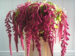 Amaranthus Caudatus Rosary 90cm