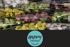 Cymbidium Mix 60cm