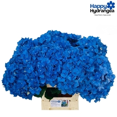 Hydrangea Pimpernel 65cm 17-19cm Hd