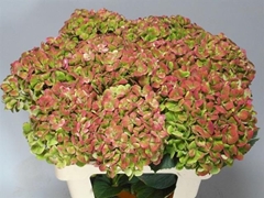 Hydrangea Coral Classic 60cm 16-18cm Hd