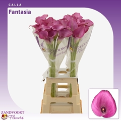 Zantedeschia Fantasia 80cm