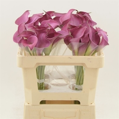 Zantedeschia Fantasia 50cm