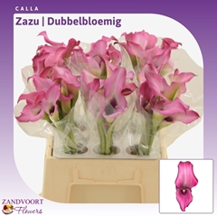 Zantedeschia Zazu 40cm Twisted