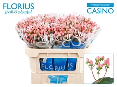 Hypericum Coco Casino 70cm
