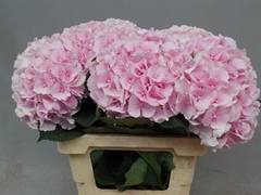 Hydrangea Verena 60cm 18-20cm Hd