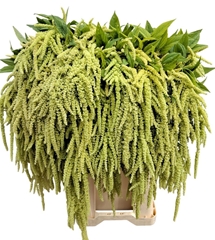 Amaranthus Caudatus Viridis 80cm