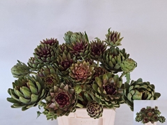 Cynara Green Globe 70cm